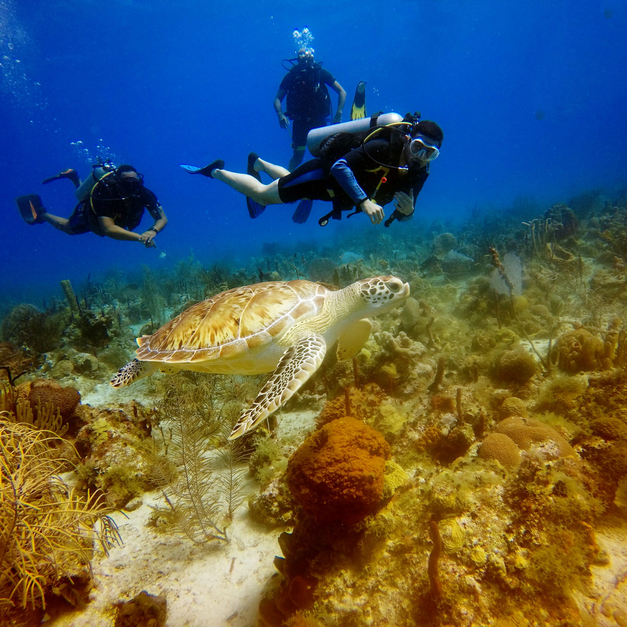 Scuba Diving Bayahibe (DOBLE TANQUE )